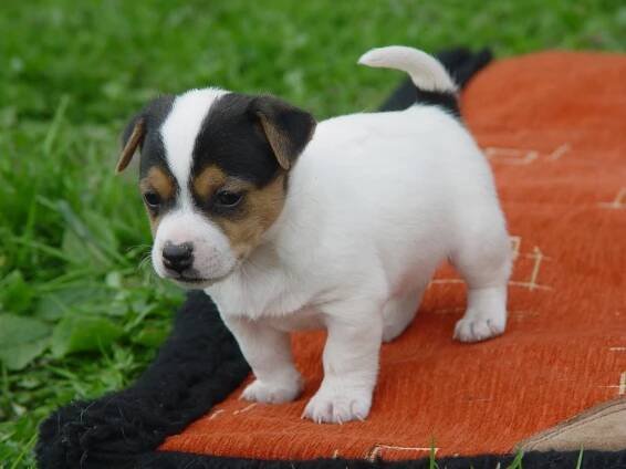 Jack Russell Teriér | Chov psů | Carpentalis Moravian Ranch