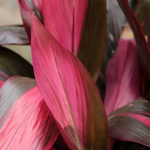 Cordyline