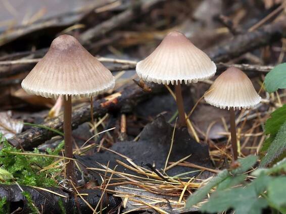 Mycena - helmovka - myko.cz