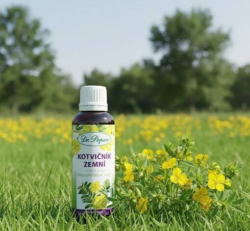 Kotvičník zemní, originální bylinné kapky, 50 ml - Dr. Popov