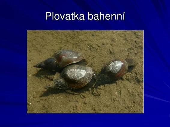 PPT - Měkkýši PowerPoint Presentation, free download - ID:2254349