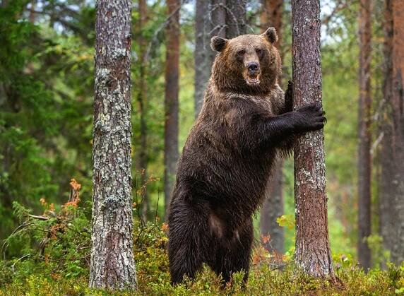 45 Bizarre Animal Behaviors During a Total Solar Eclipse — Best Life