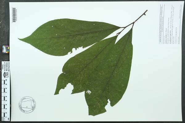 Asimina triloba - Species Page - APA: Alabama Plant Atlas 
