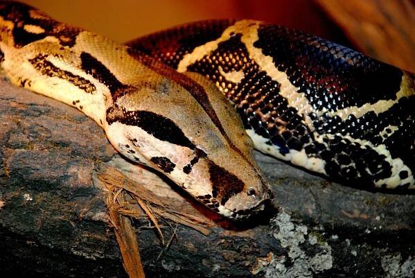 ZOO ZLÍN - Hroznýš královský
