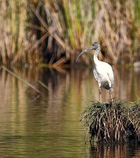 Ibis, Pták, Rybník, Příroda, Zvíře