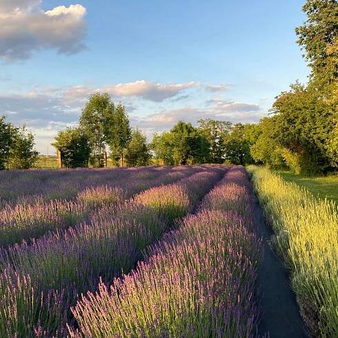 Levanduľová farma PiZu - levandulové pole na Slovensku - Za Vůní LEVANDULE