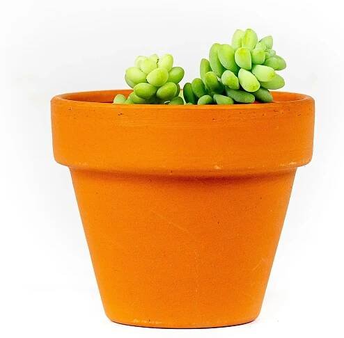Gardners Sedum Burrito, průměr 6 cm Rozchodník, opičí ocásek