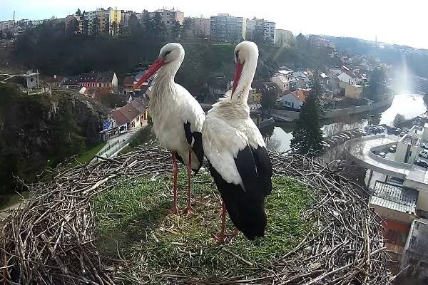 Čapí láska v Třebíči: Terezka přiletěla za Evženem, společně budují hnízdo