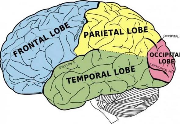 Funkce a části mozkové kůry / Kognitivní psychologie