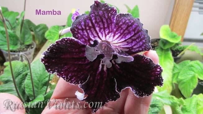 Streptocarpus