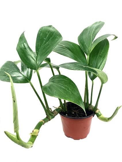 Rhaphidophora decursiva Dragon tail - velkolistý druh