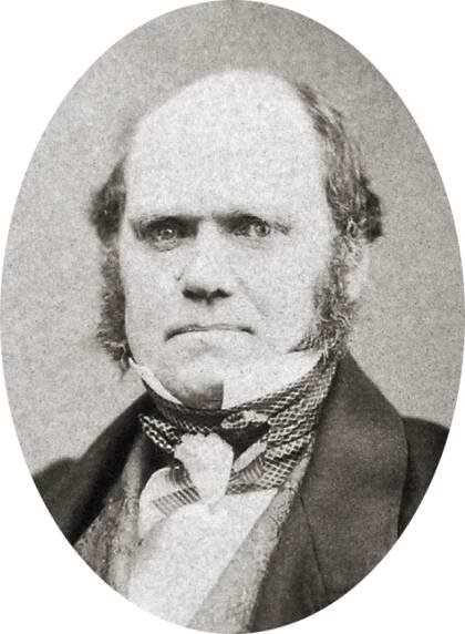 Studio photo showing Darwin's characteristic large forehead and bushy eyebrows with deep set eyes, pug nose and mouth set in a determined look; he is bald on top, with dark hair and long side whiskers but no beard or moustache