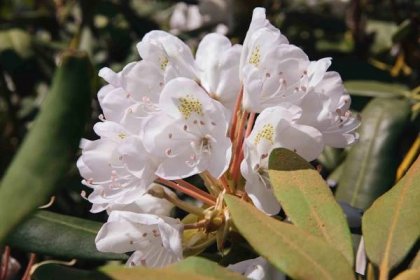 25 Recommended Flowering Bushes for Your Landscape