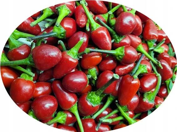 Black Cuban černá pálivá chilli paprička ozdoba na zahradu na balkon semena Druh rostliny papriky