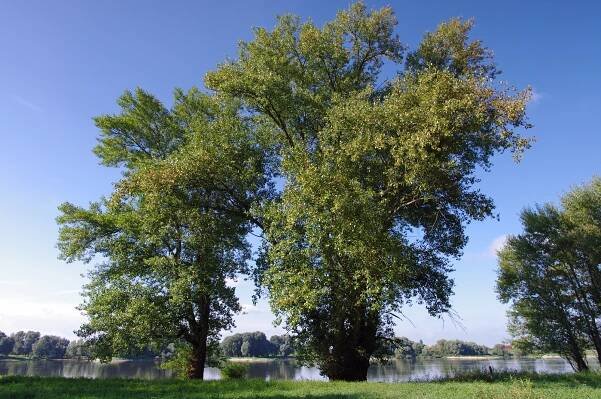 Topol černý (Populus nigra)