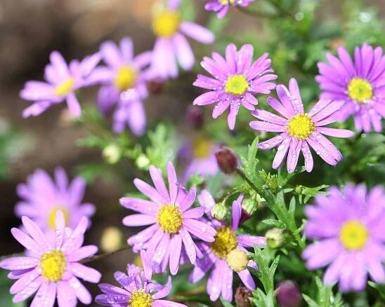 Brachyscome angustifolia Brasco Violet
