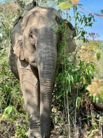 Pang Noi — Boon Lott's Elephant Sanctuary 