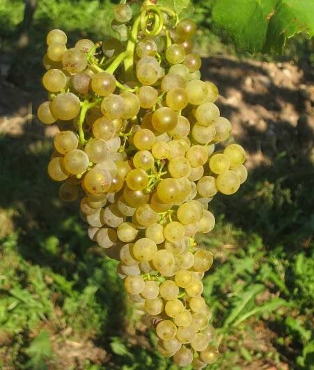 Donauriesling