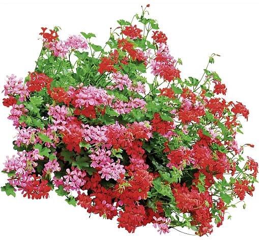 MONTANO Muškát převislý-Pelargonie štítnatá (Pelargonium peltatum) různé 10-pack
