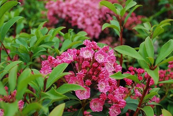 Evergreen Shrubs - Planters' Choice