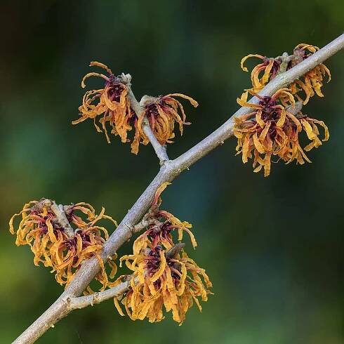 Garden Bloom Calendar – Aberglasney Gardens