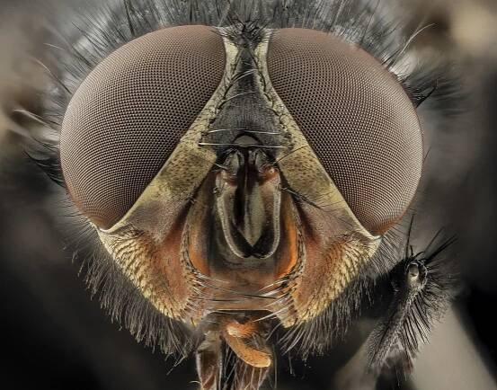Soubor:Calliphora vicina, u, Face, DC 2014-04-24 -17.46.02 ZS PMax - USGS Bee Inventory and Monitoring Laboratory.jpg
