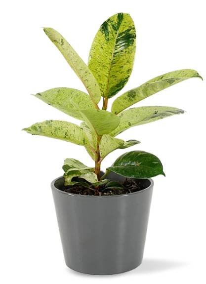 Ficus elastica 'Shivereana' Ø9cm