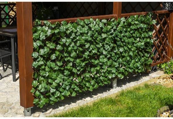plot_umely_zivy_hedera_pergola_1.jpg