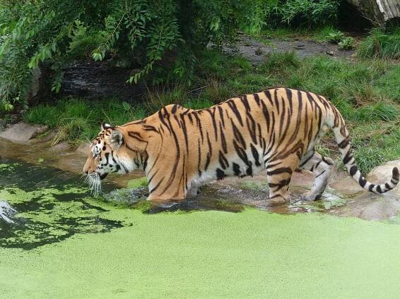 Zoo Ohrada Hluboká nad Vltavou 2023 - PhoneCopy