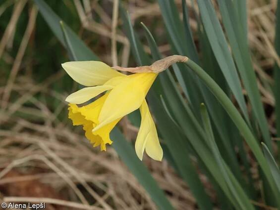 Narcissus pseudonarcissus – narcis žlutý