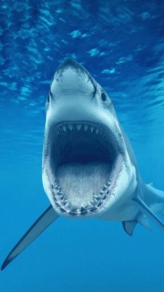 a shark with its mouth open in the water
