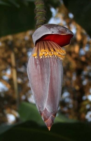 File:Banana flower edit2.jpg - Wikimedia Commons