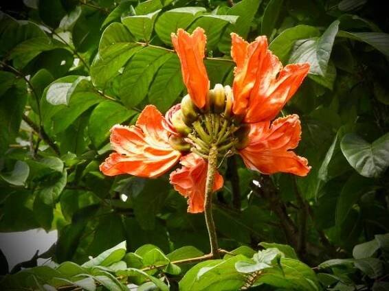 africký tulipánovník (spathodea campanulata) nese na slunci maui jasně oranžově zbarvené květenství - tulip tree beauty moth - stock snímky, obrázky a fotky