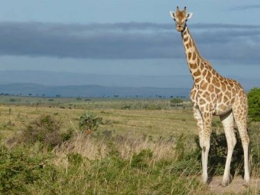 Žirafa Rothschildova - Ostrov zvířat