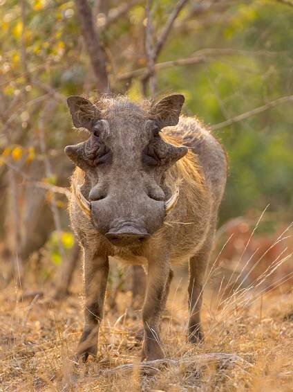 Into the Kruger — Sumeet Moghe Photography