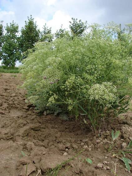 miříkovité- APIACEAE – 3. stránka – PlantaNaturalis.com