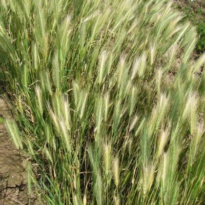 lipnicovité- POACEAE – PlantaNaturalis.com