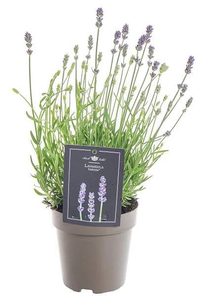 Levandule lekařská, Lavandula Hidcote, modrá, skladem | ZAZUMi.cz
