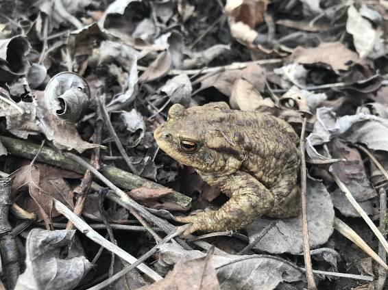 FOTO, VIDEO: Červeňák se stal útočištěm pro páření ropuchy