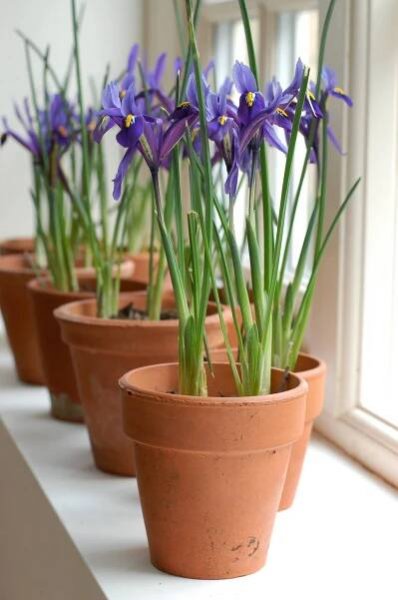 Iris Reticulata House Plants in Clay Pots