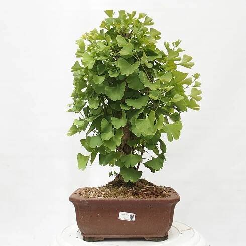 e-bonsai Venkovní bonsai - Jinan dvoulaločný - Ginkgo biloba