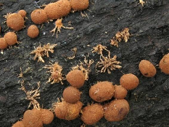 Sordariomycetes - tvrdohouby - myko.cz