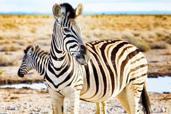 Rozmanité krásy Namibie se safari Namibie | New Travel.cz