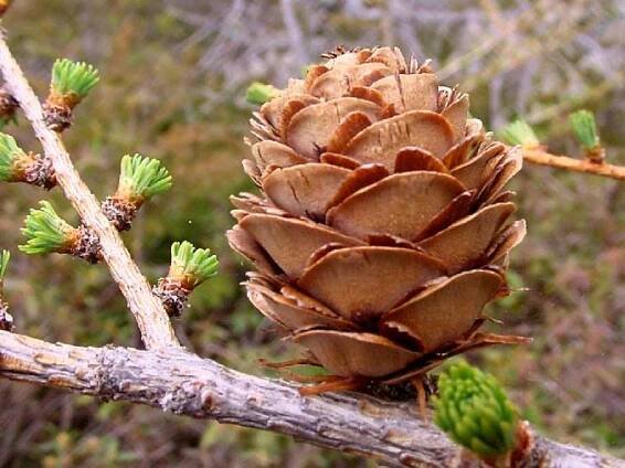 Digital Flora of Newfoundland and Labrador. Pinaceae: Pine Family. Open Image Dossier. 