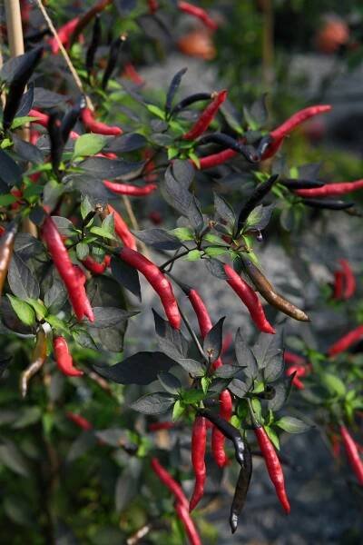 Dark Thai Italia | Chilli semena | Chilli semena | Chilli semínka | Chilli omáčky | GOROL CHILLI