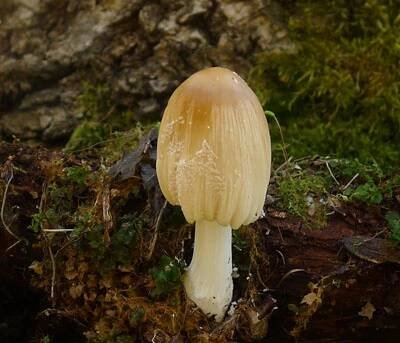 hnojník domácí - Coprinus domesticus 