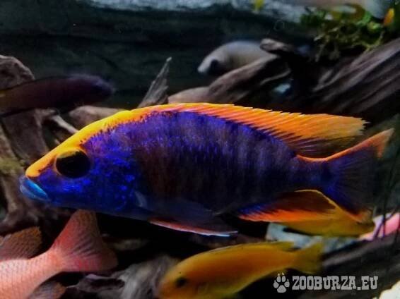 Odchovy Malawi tlamovci
