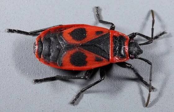 Ruměnice pospolná (Pyrrhocoris apterus)