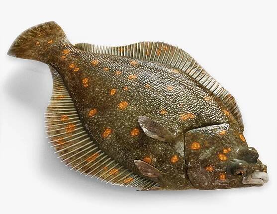 Flatfish Animated 3D model