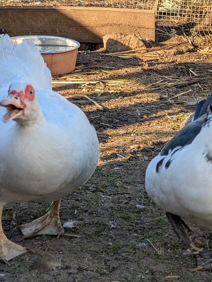 poultry on Tumblr